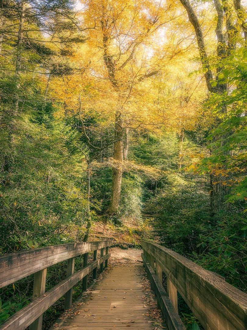 Golden fall foliage along the Rough Ridge trail on the Blue Ridge Parkway, North Carolina