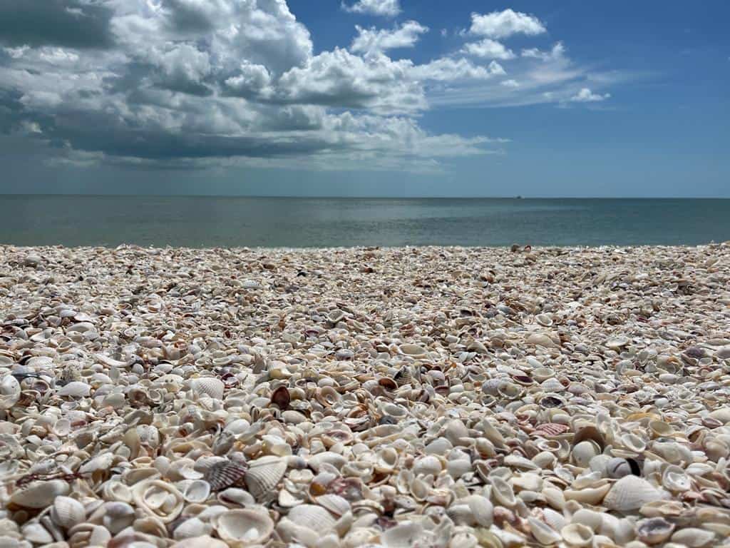 Seashells covering the sand at Bowman's Beach on Sanibel Island, Florida
