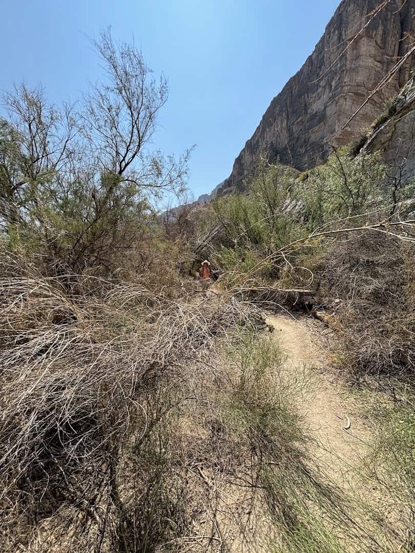 Sandy trail winding toward Santa Elena Canyon through desert brush