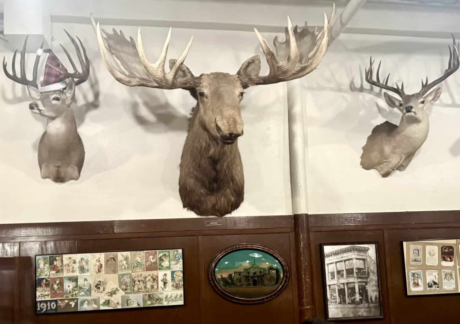 Trophy room mounts and vintage photos on the wall at Schilo's in San Antonio