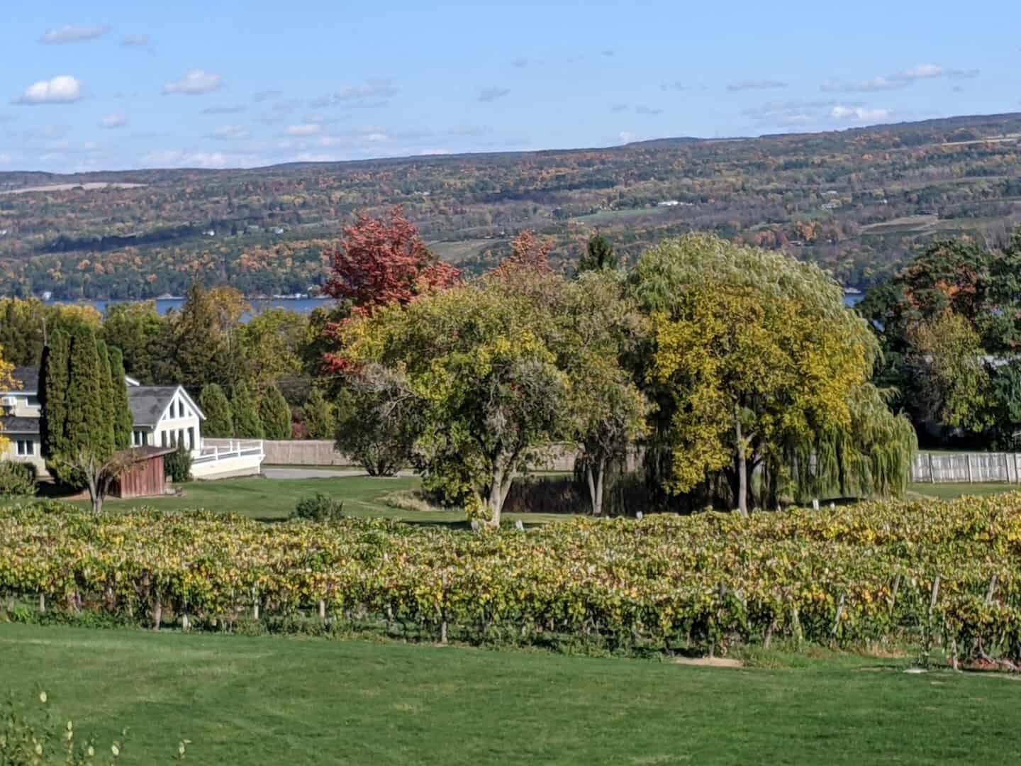 Fall foliage over vineyard rows and Seneca Lake at Glenora Wine Cellars, Finger Lakes, New York