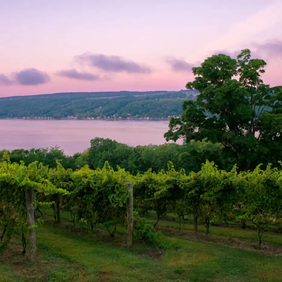 Vineyard rows above Seneca Lake at dusk in the Finger Lakes, New York