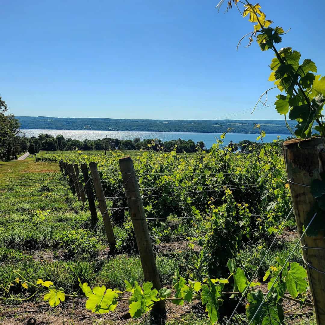 Vineyard overlooking Seneca Lake in the Finger Lakes, New York