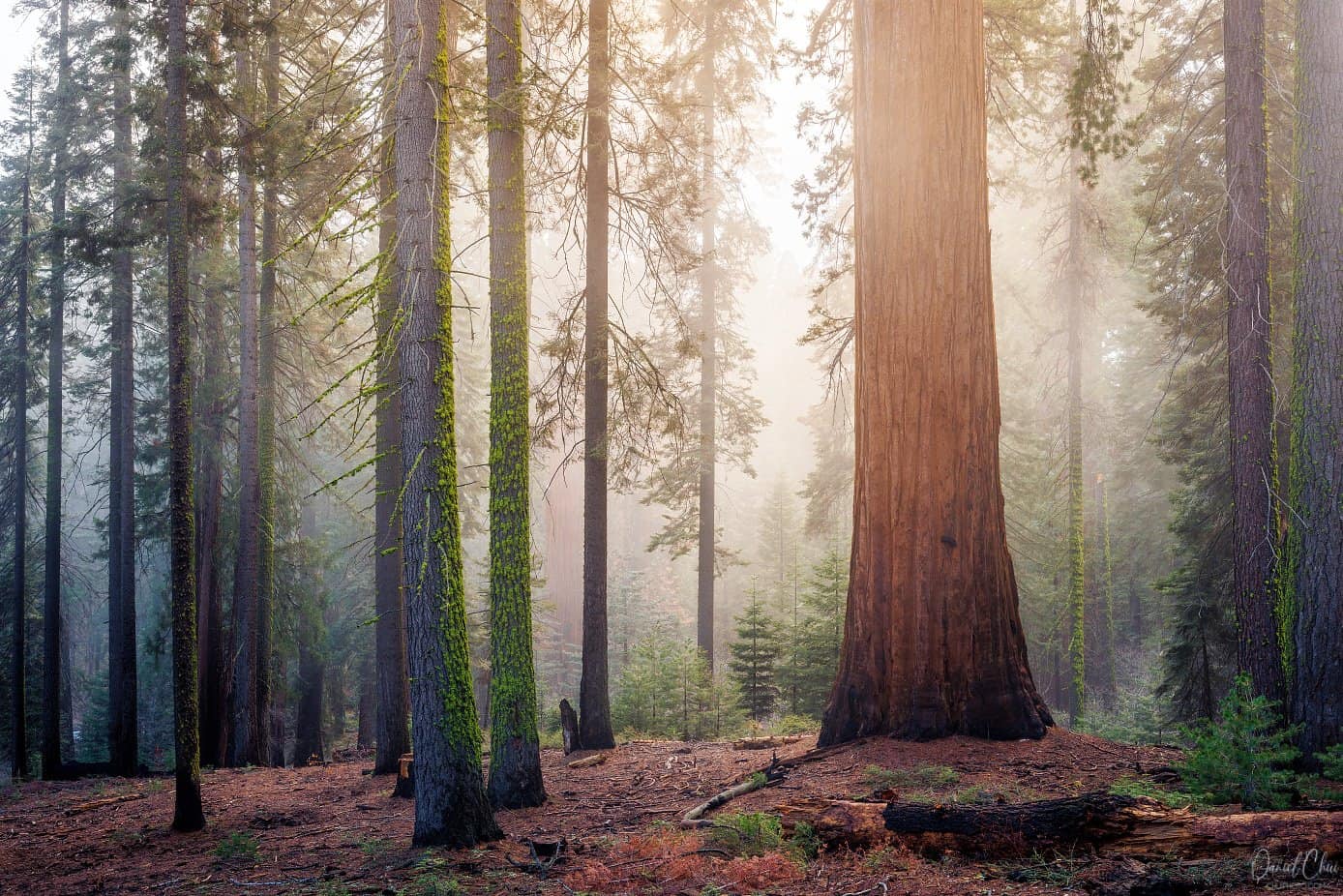 A giant sequoia towering in misty forest light, Sequoia National Park, California