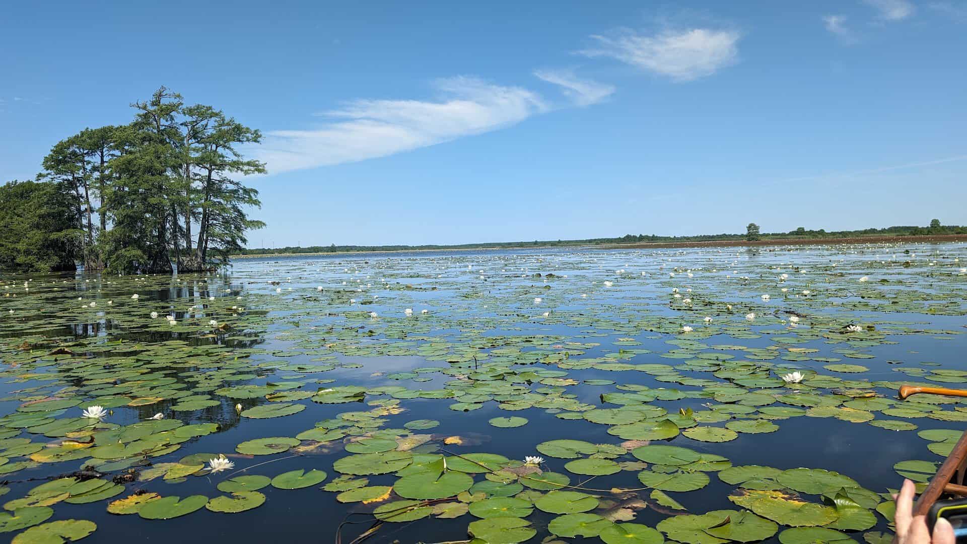 Cypress trees and lily pads on Sheldon Lake in Houston, Texas