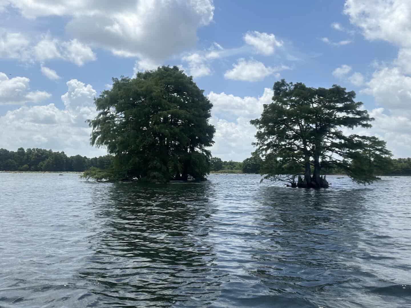 Cypress trees standing in the open water of Sheldon Lake, Houston, Texas