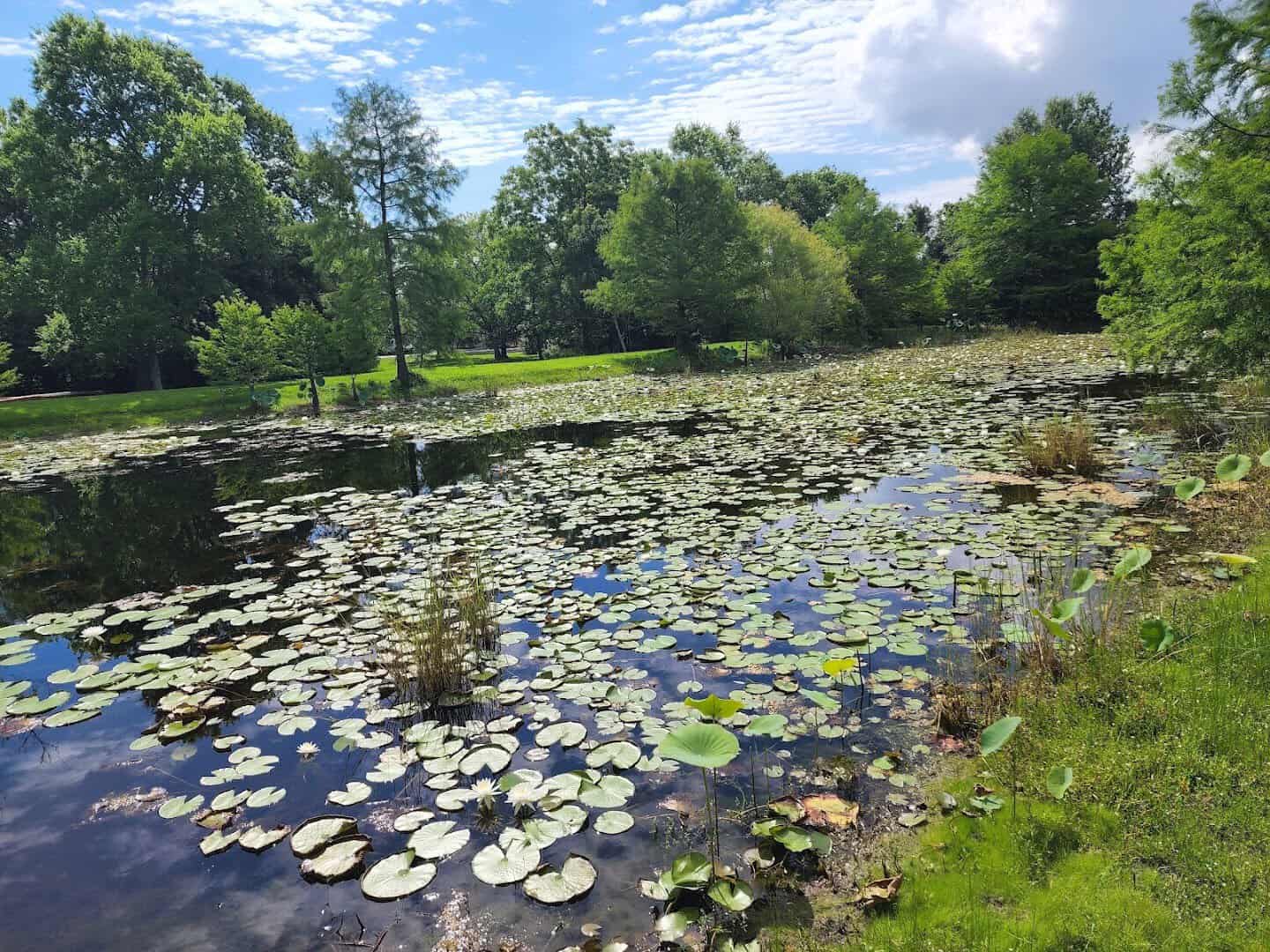 Lily-covered fishing pond with a grassy bank at Sheldon Lake State Park, Houston, Texas