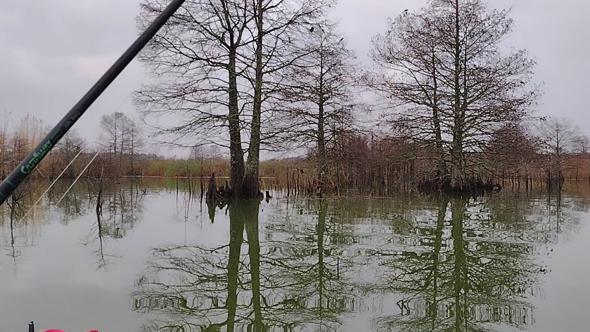 Flooded cypress timber and calm fishing water at Sheldon Lake, Houston, Texas