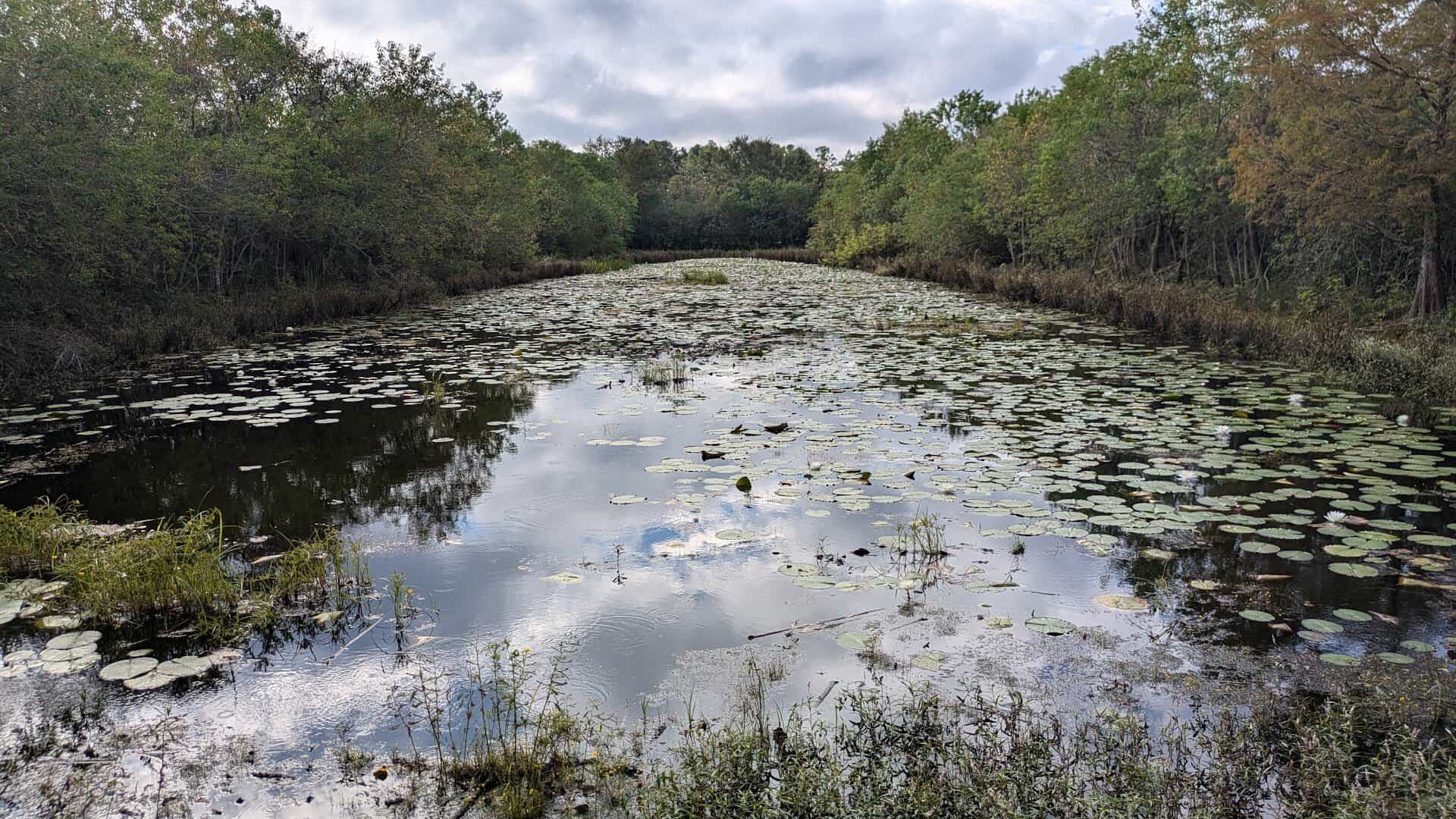 Lily pads across a quiet pond at Sheldon Lake State Park in Houston, Texas
