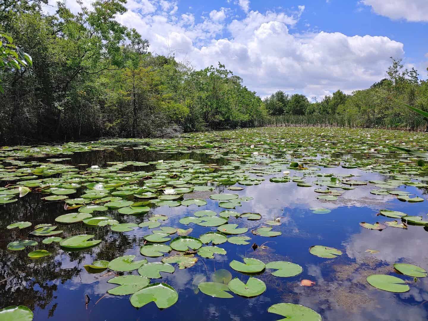 Lily pads on the open green water of Sheldon Lake in Houston, Texas