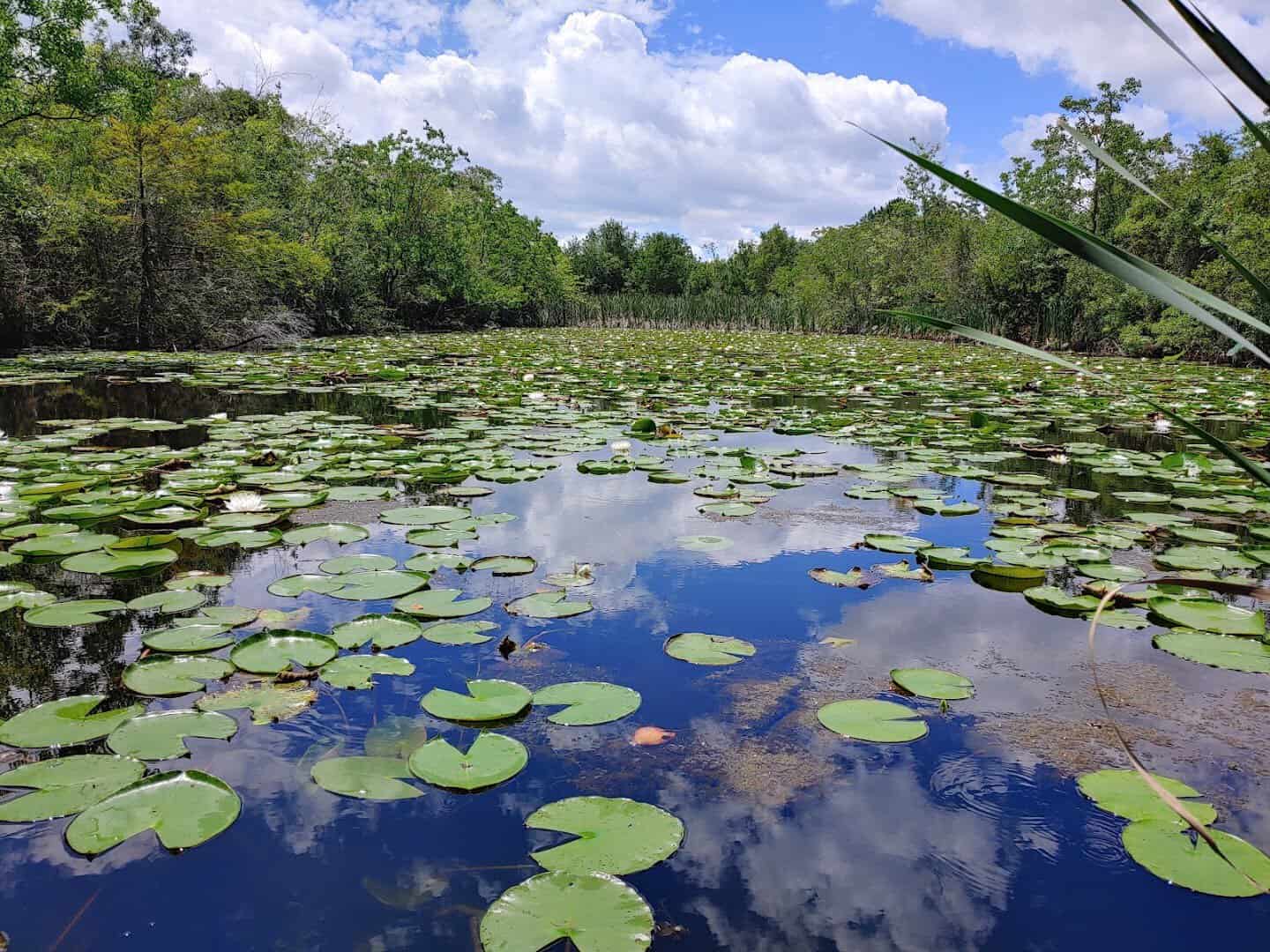Lily pads and reflected sky on the calm water at Sheldon Lake State Park, Houston, Texas