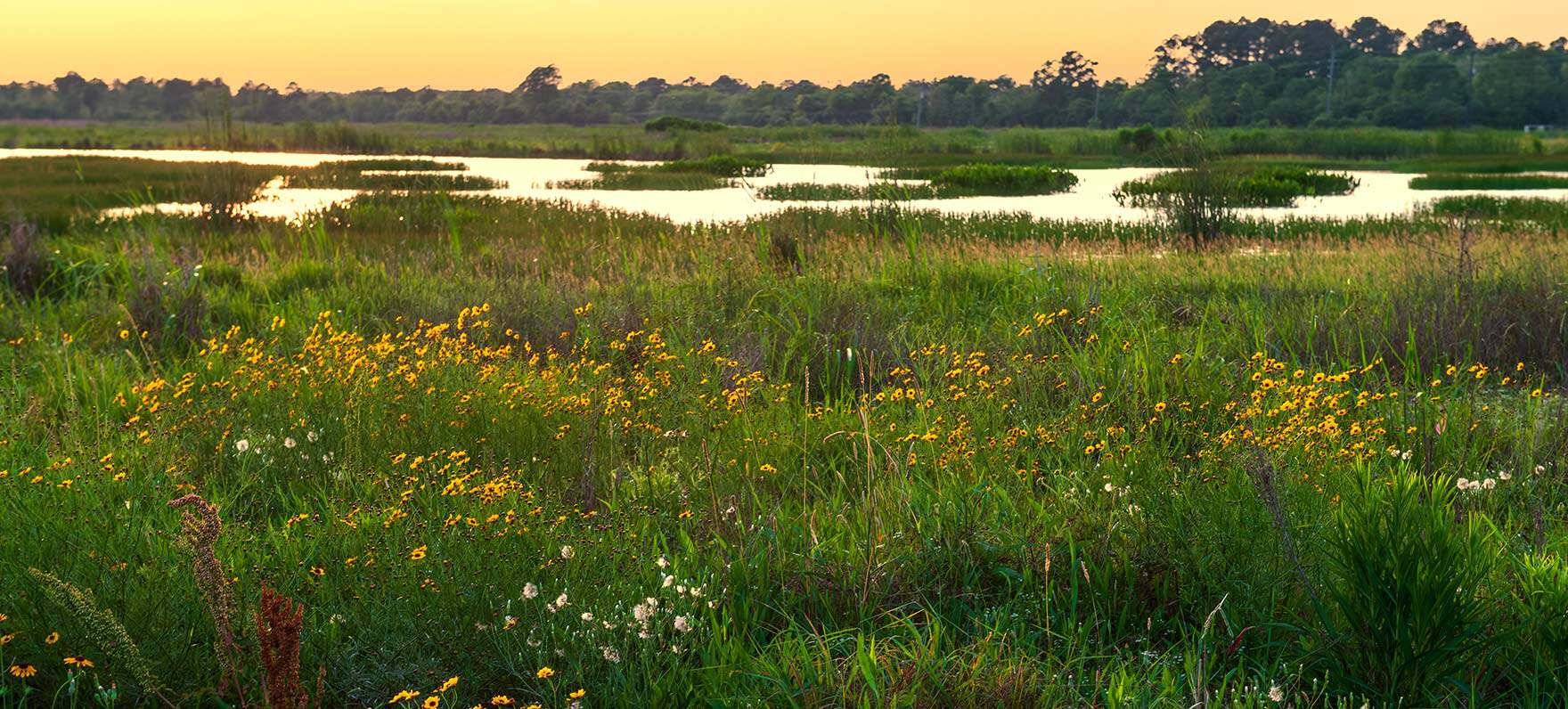 Coastal prairie grasses in golden light at Sheldon Lake State Park in Houston, Texas