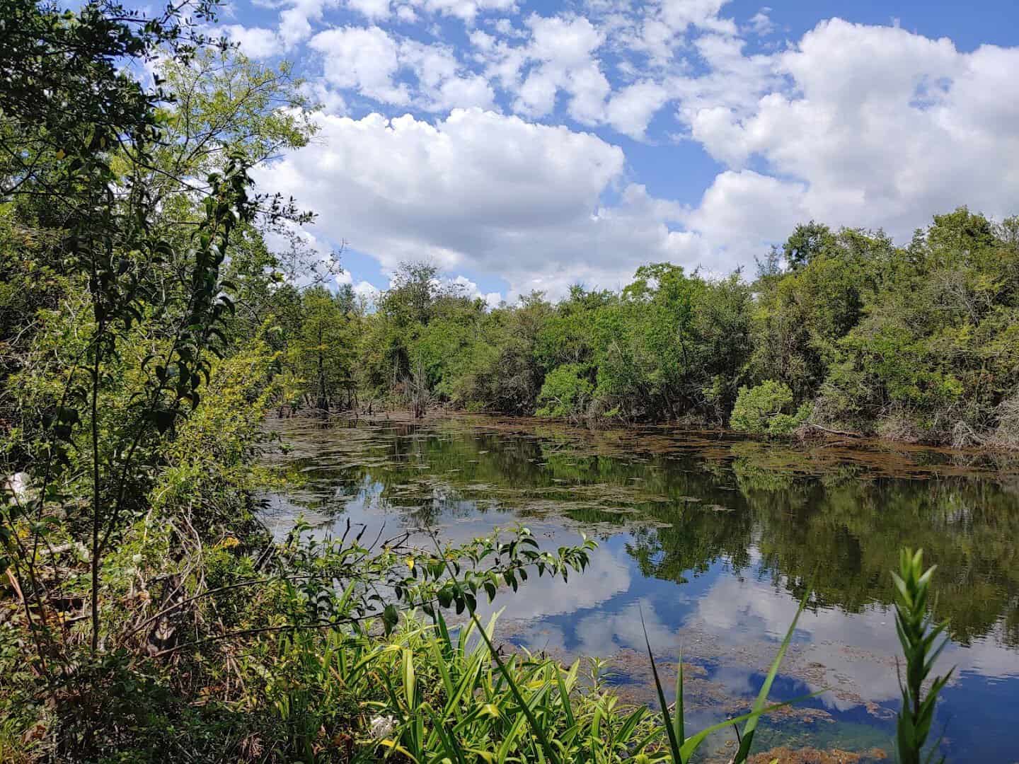 Wooded shoreline along Sheldon Lake where anglers fish from the bank, Houston, Texas