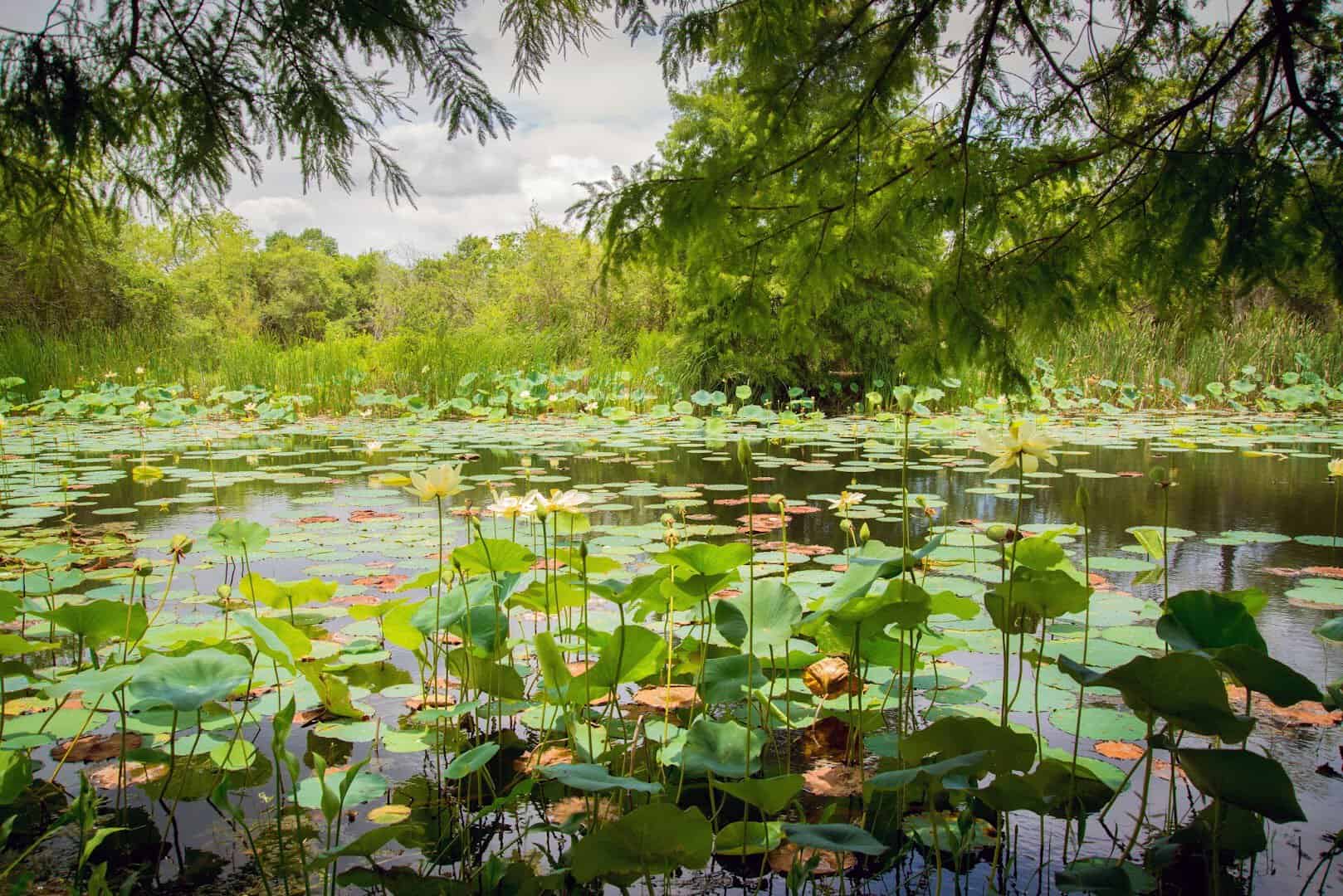 Lotus and wetland plants at the water's edge of Sheldon Lake in Houston, Texas
