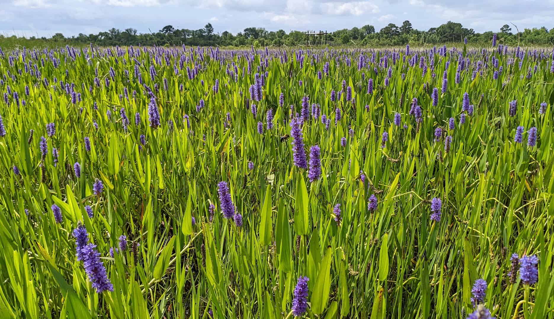 Blooming wetland marsh with purple pickerelweed at Sheldon Lake State Park, Houston, Texas