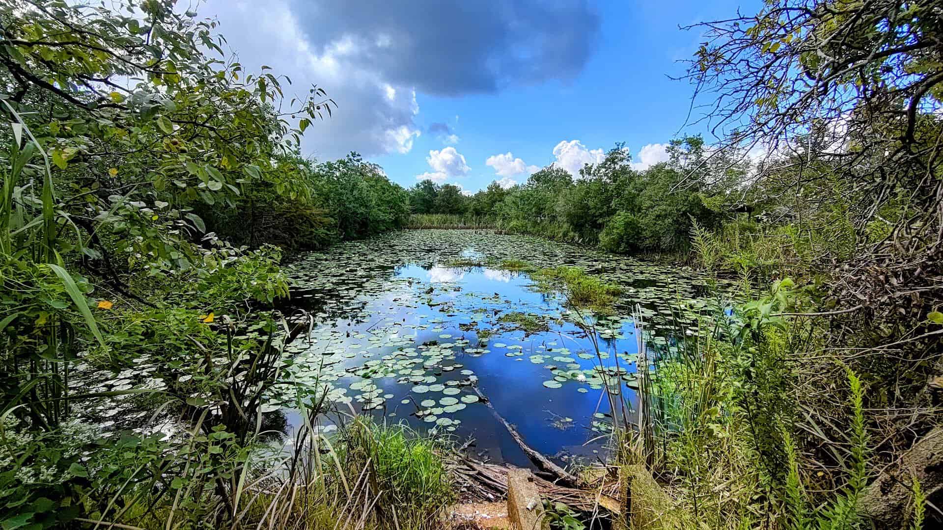 Green wetland marsh under a blue sky at Sheldon Lake State Park in Houston, Texas
