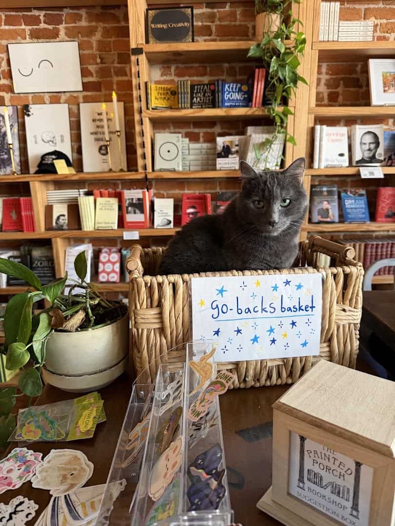 Grey shop cat sitting in a basket by the register at The Painted Porch Bookshop in Bastrop, Texas