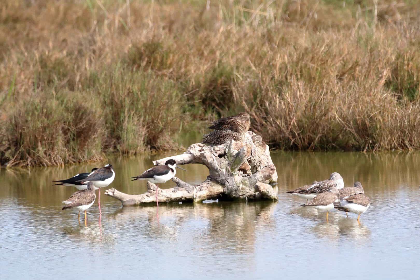 Shorebirds resting on driftwood in the Laguna Madre marsh, South Padre Island