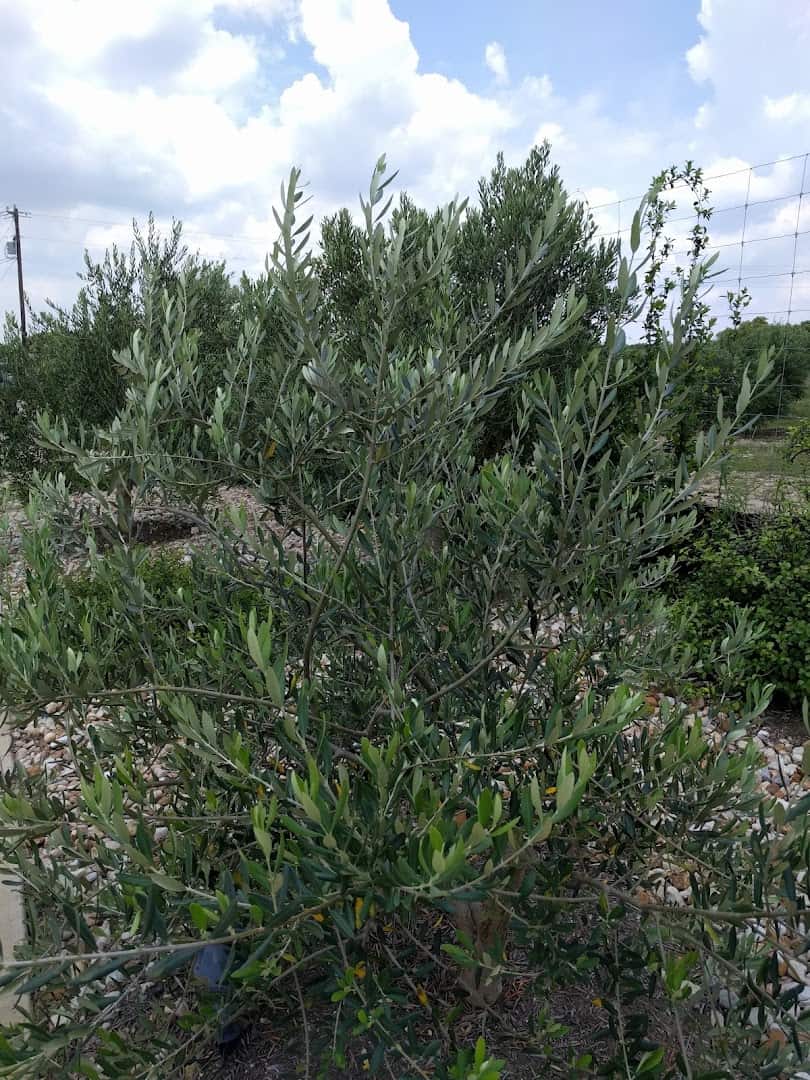Silvery olive tree leaves in the Dripping Springs orchard
