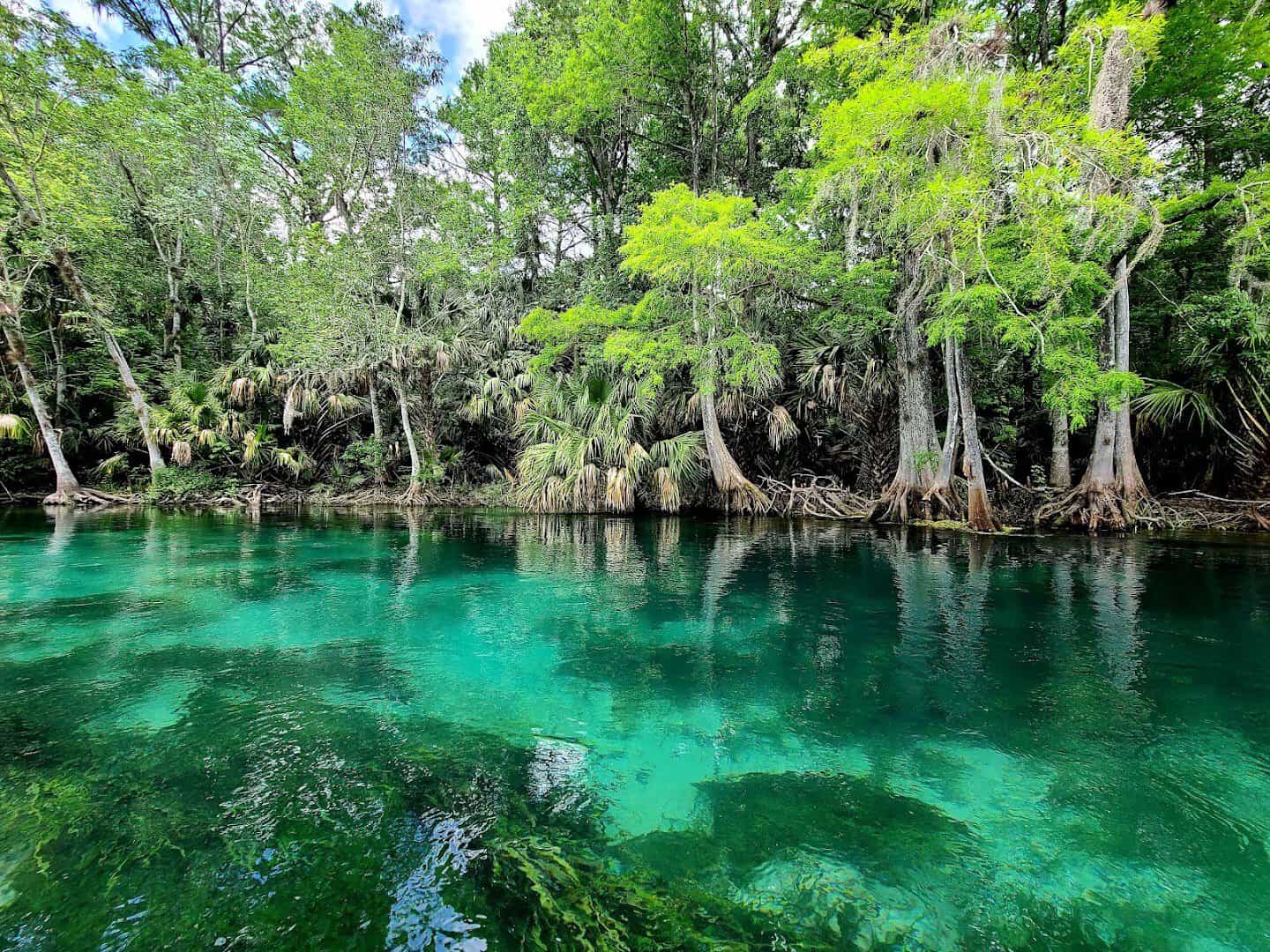 Clear spring water and cypress at Silver Springs State Park, Florida