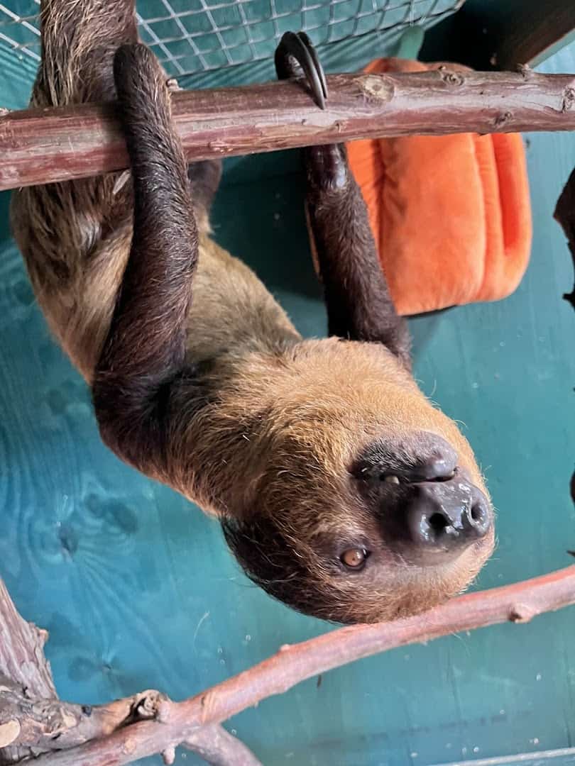 Two-toed sloth hanging from a branch at Huddin Homestead Fun Farm in Rockwall, Texas