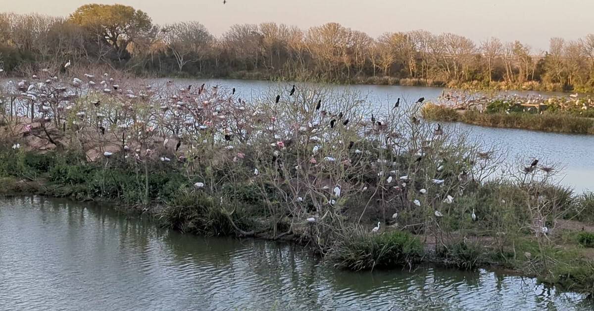 This Tiny Texas Coastal Sanctuary Fills With Thousands of Migratory Birds Every Spring
