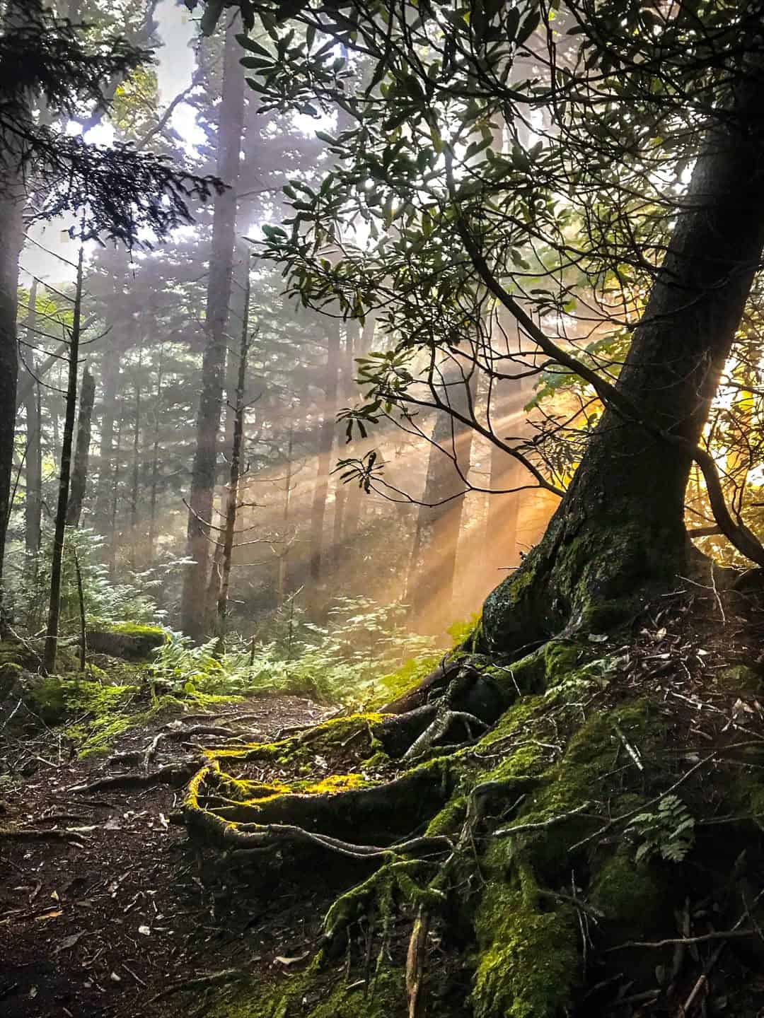Sun rays through a misty forest trail in Great Smoky Mountains National Park, Tennessee