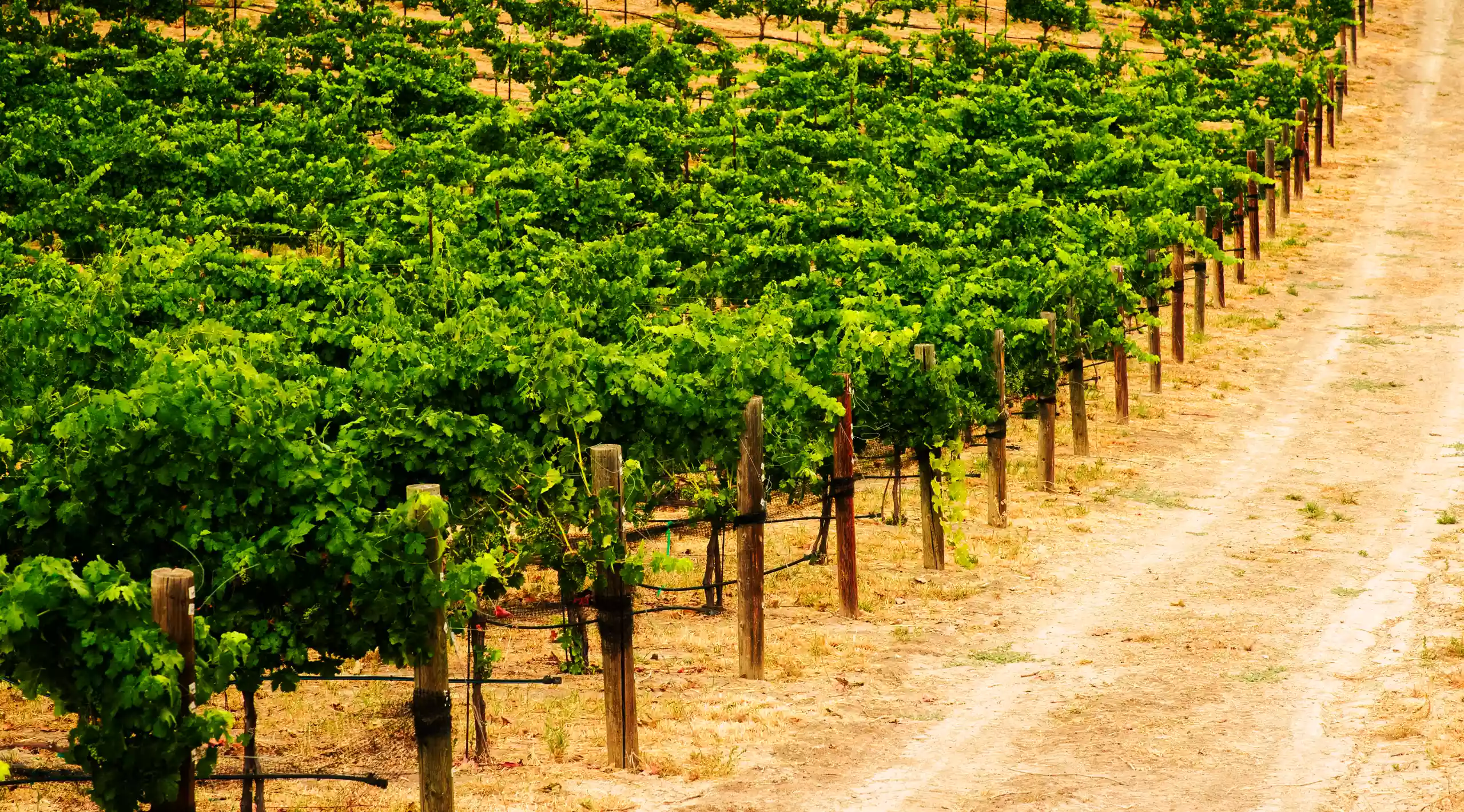Sunlit vineyard rows in the Snake River Valley, Idaho