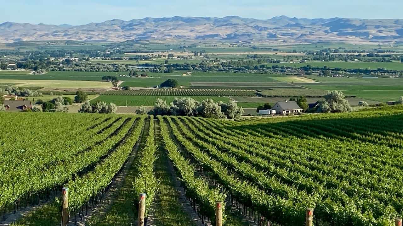 Vineyard overlooking the Snake River Valley near Caldwell, Idaho