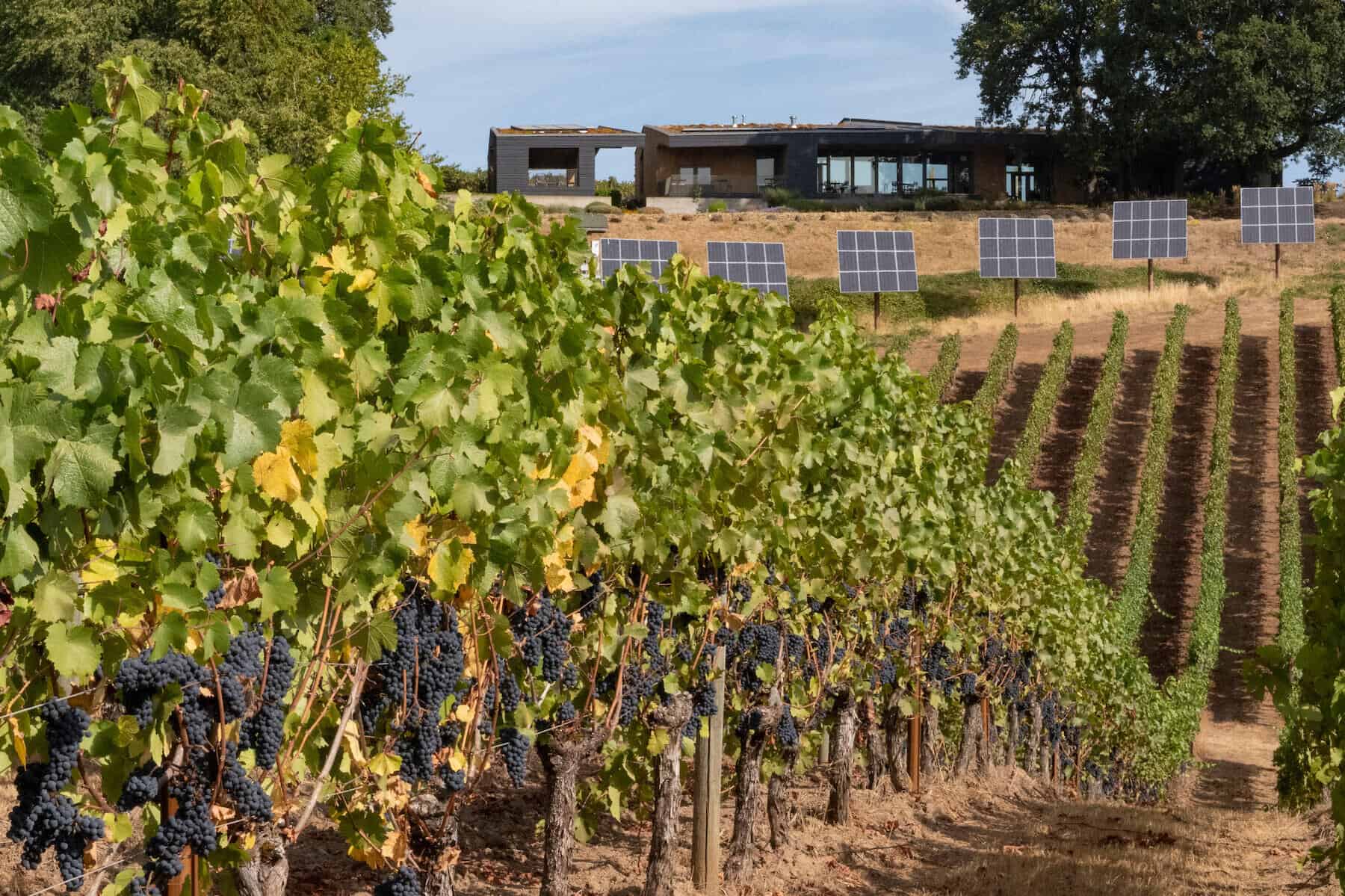 Sokol Blosser tasting room above the vineyard in the Dundee Hills, Oregon