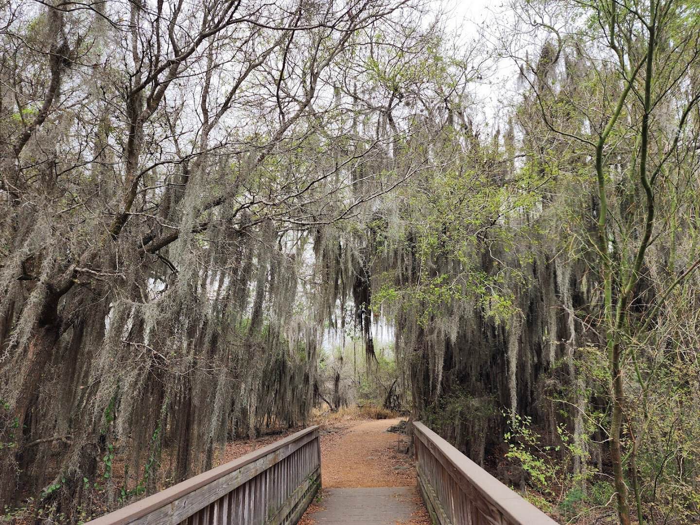 Boardwalk trail under Spanish moss at Santa Ana National Wildlife Refuge