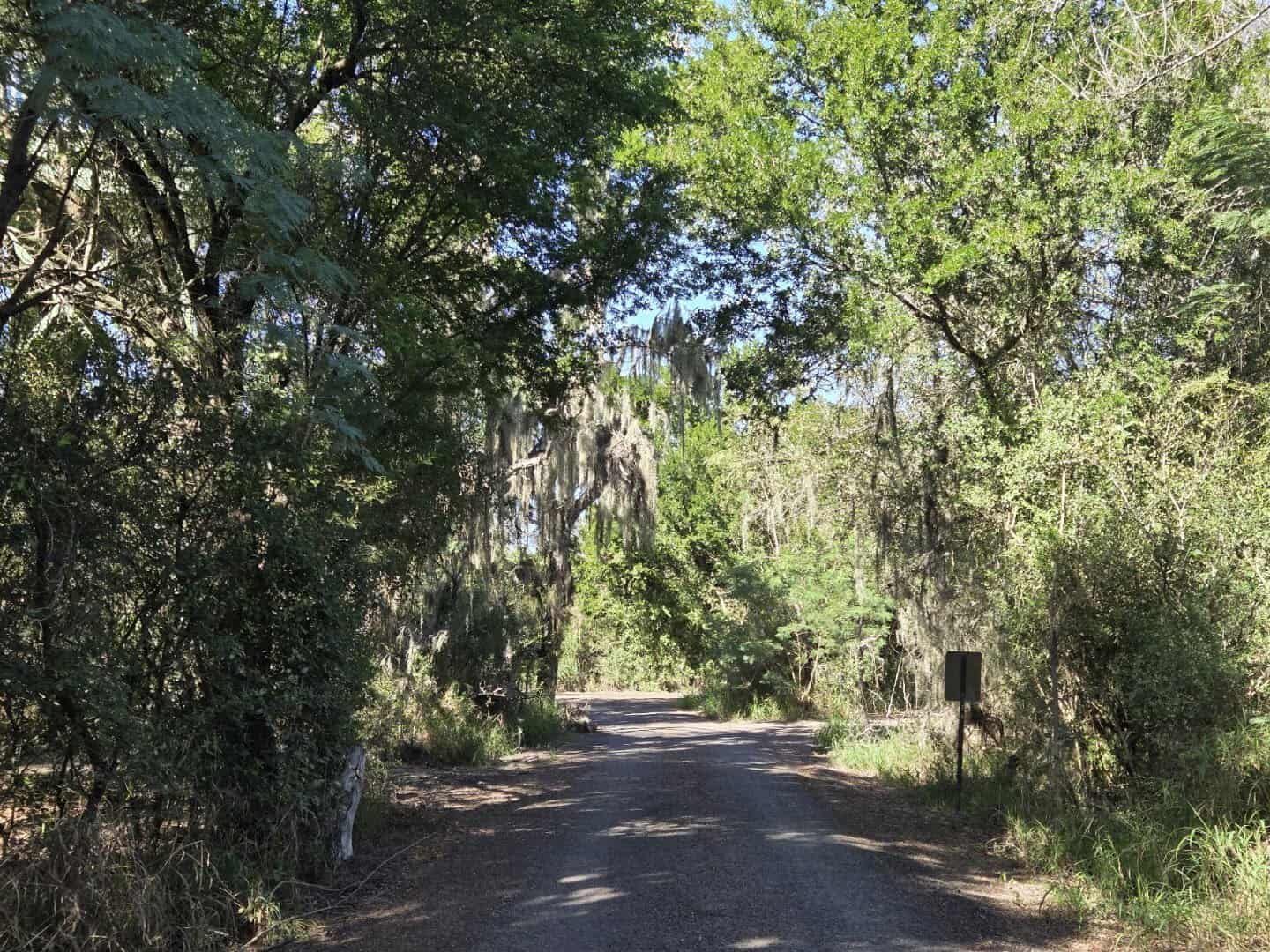 Forest road draped in Spanish moss at Santa Ana National Wildlife Refuge