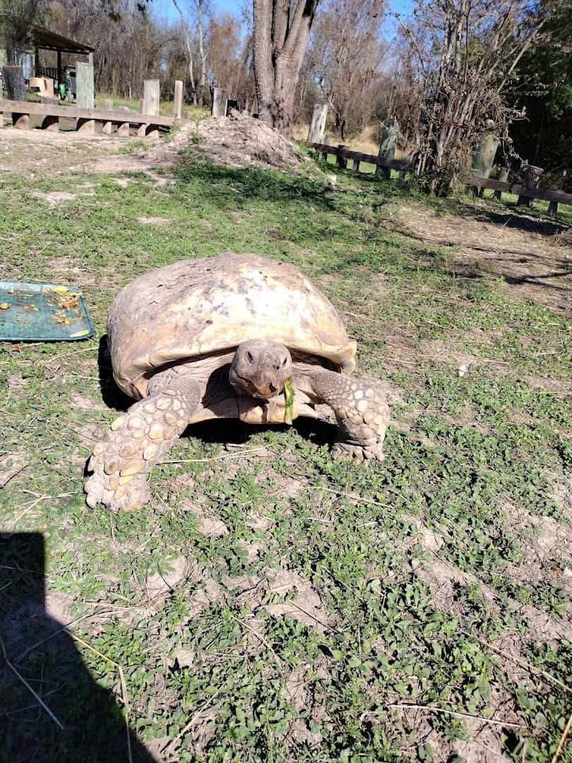 Spike the African spurred tortoise grazing on the grounds of the National Butterfly Center in Mission, Texas