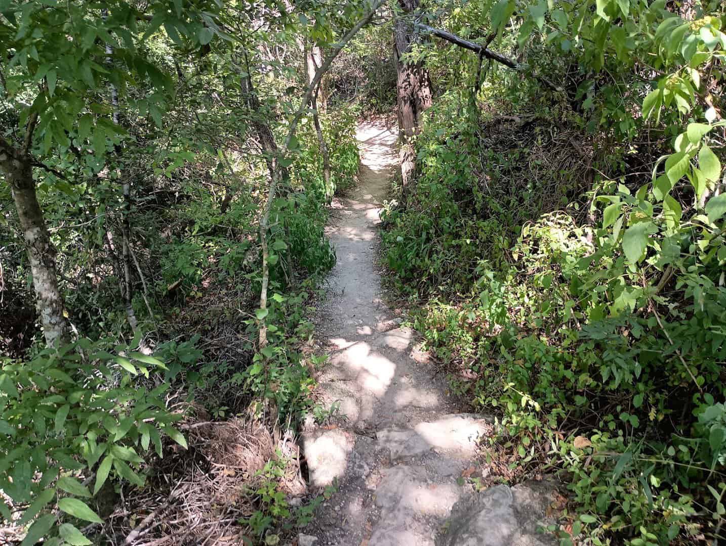 A sandy hiking trail winding through green woods at St. Edward's Park in Austin