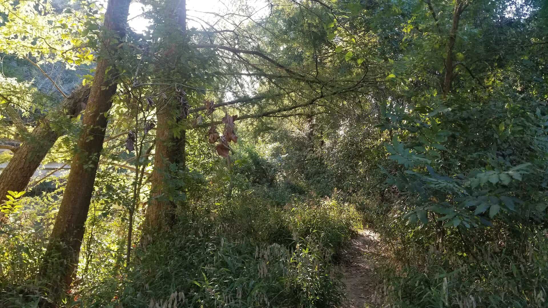 Sunlight through the oak and juniper canopy at St. Edward's Park in Austin