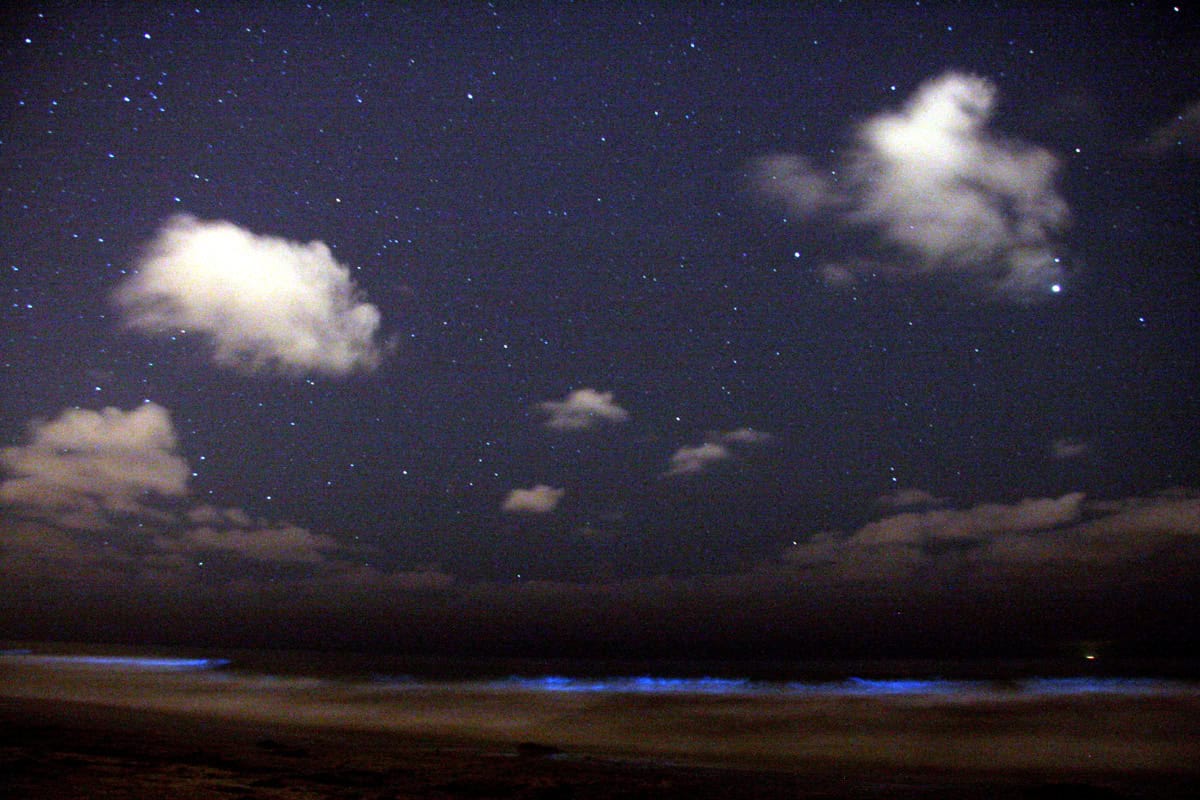 Stars overhead and a blue bioluminescent glow along the surf at night