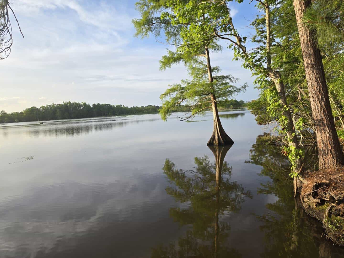 A lone cypress on the open water of B.A. Steinhagen Reservoir at Martin Dies Jr State Park