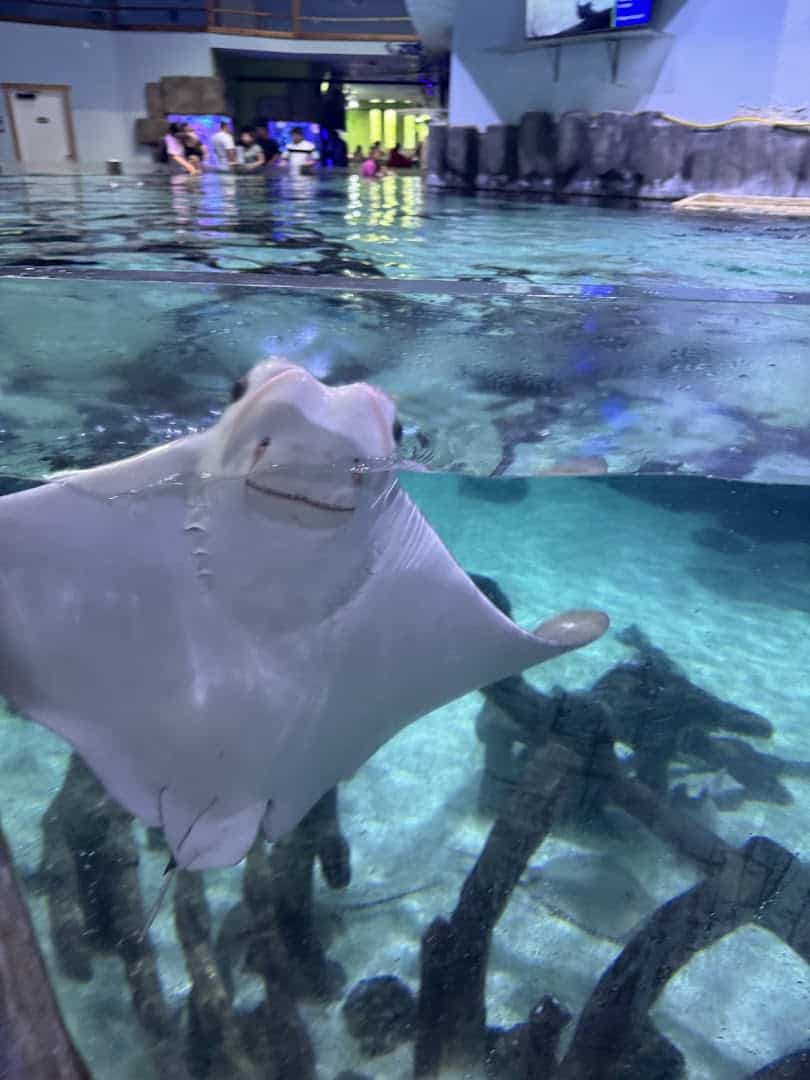 A stingray at the surface of a touch pool at the Houston Interactive Aquarium and Animal Preserve