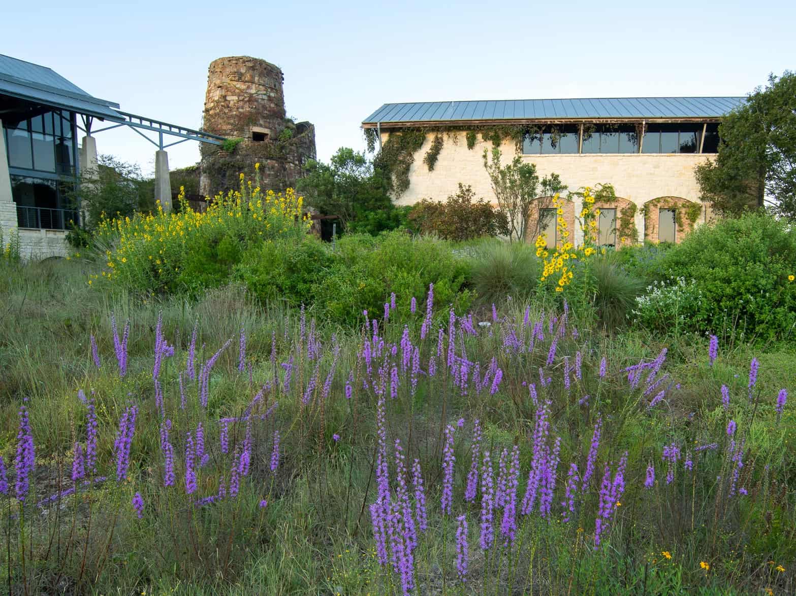 The stone observation tower rising above a lavender garden at the Lady Bird Johnson Wildflower Center in Austin