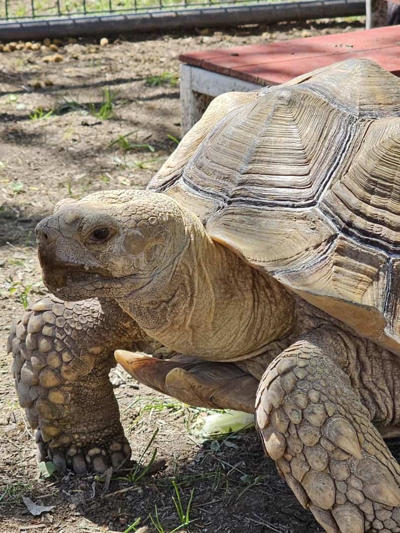 Sulcata tortoise at Huddin Homestead Fun Farm in Rockwall, Texas