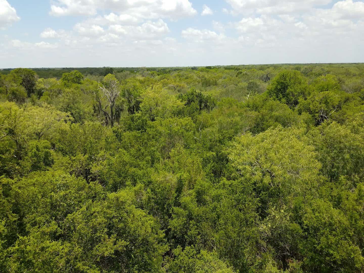 Sunlit brush and woodland at Santa Ana National Wildlife Refuge