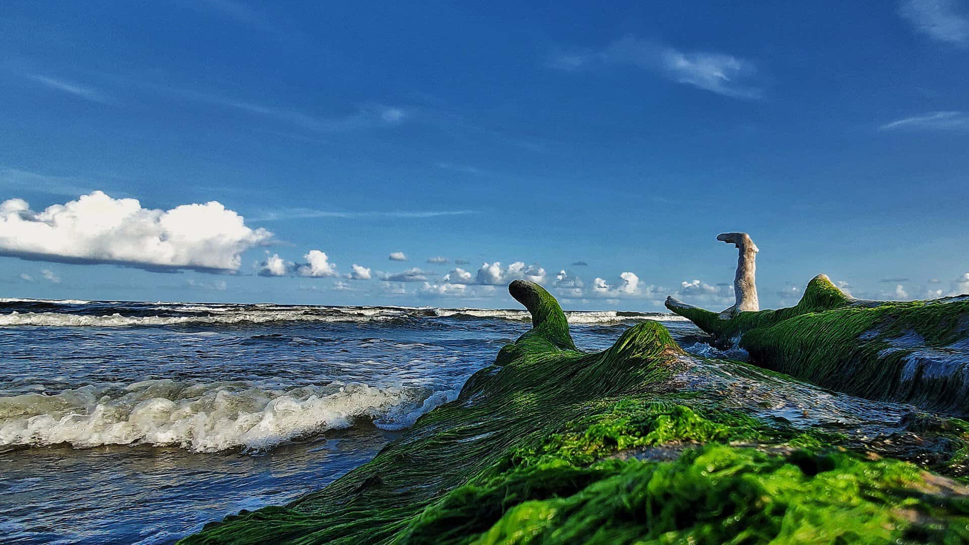 Gulf waves washing over algae covered rocks at Surfside Beach, Texas
