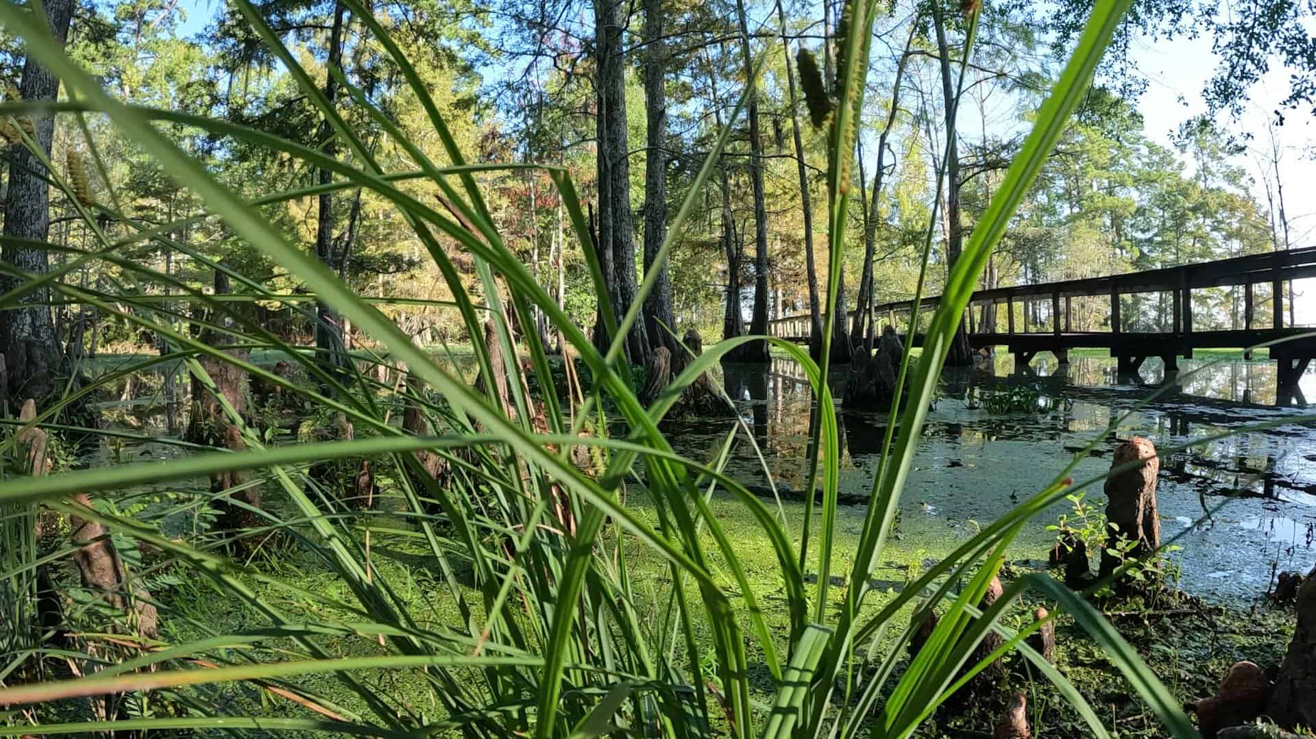 A boardwalk crossing a reedy slough at Martin Dies Jr State Park