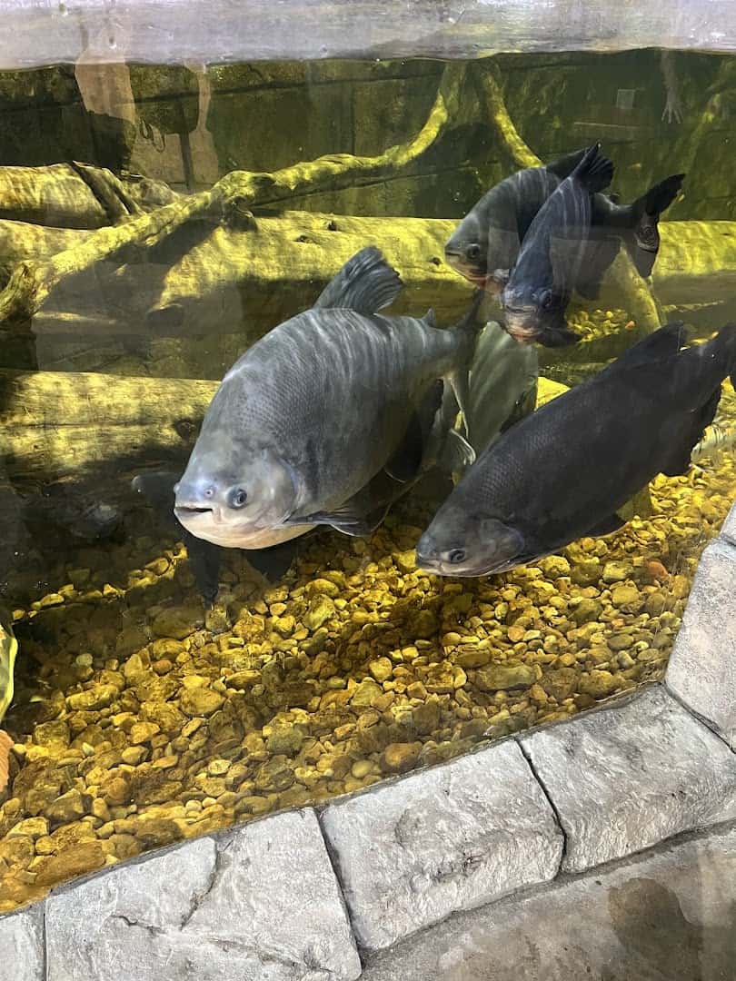 Large freshwater fish in a tank at the Houston Interactive Aquarium and Animal Preserve