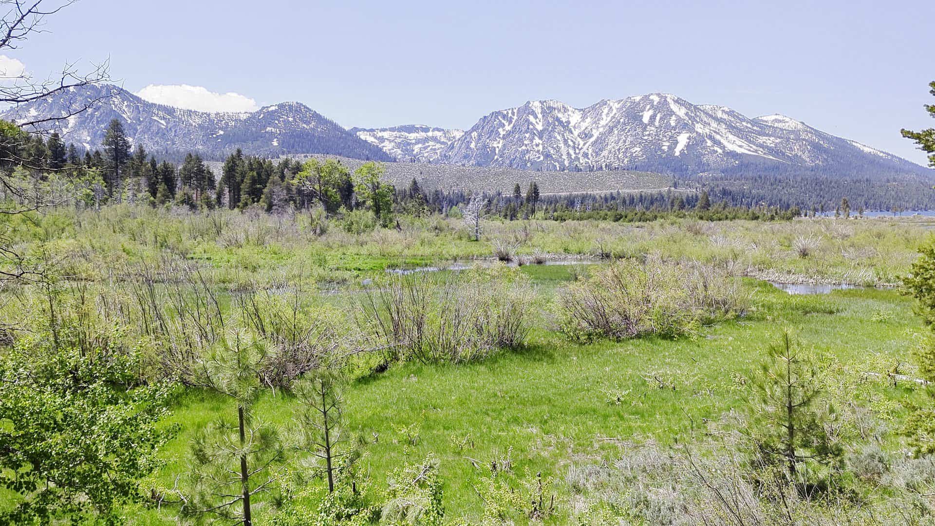 Taylor Creek meadow with Mount Tallac rising behind it near South Lake Tahoe