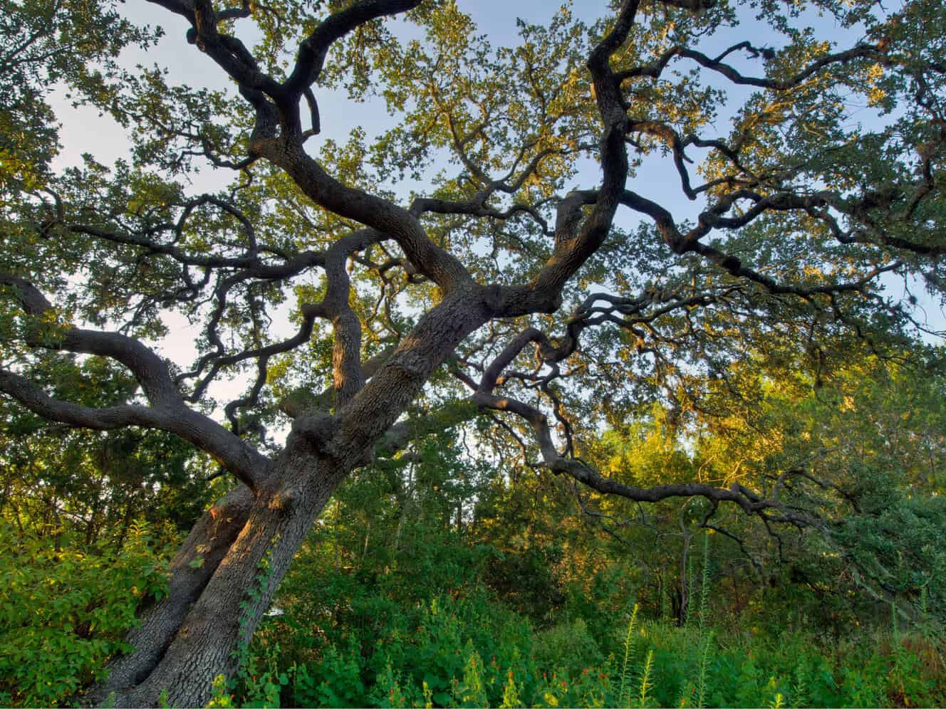 A spreading live oak in the Texas Arboretum at the Lady Bird Johnson Wildflower Center in Austin