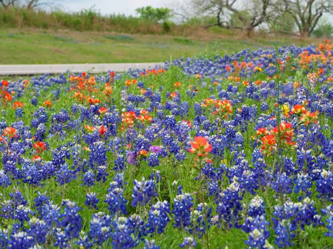 Field of Texas bluebonnets at the Lady Bird Johnson Wildflower Center in Austin