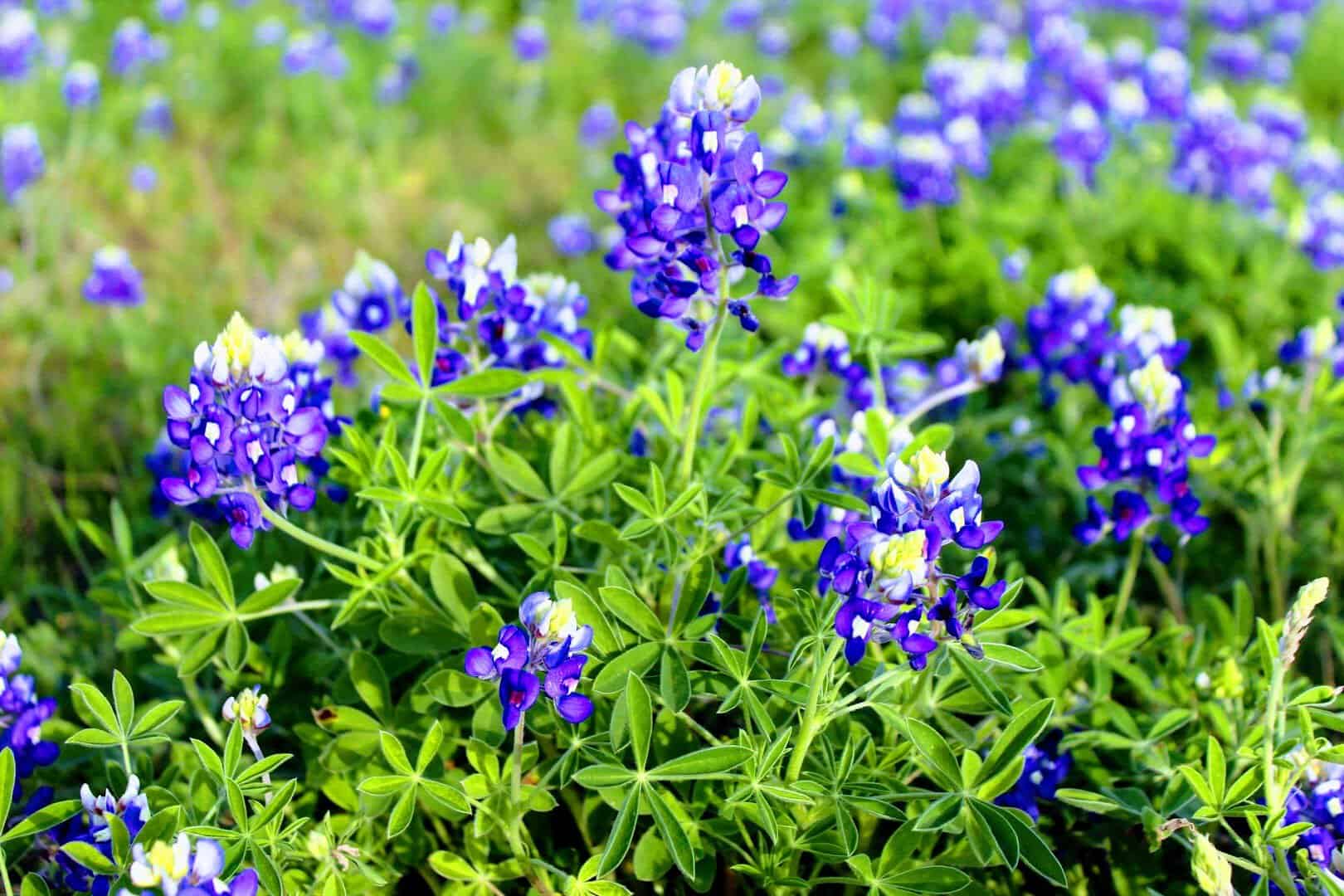 Close-up of Texas bluebonnets in bloom in Chappell Hill