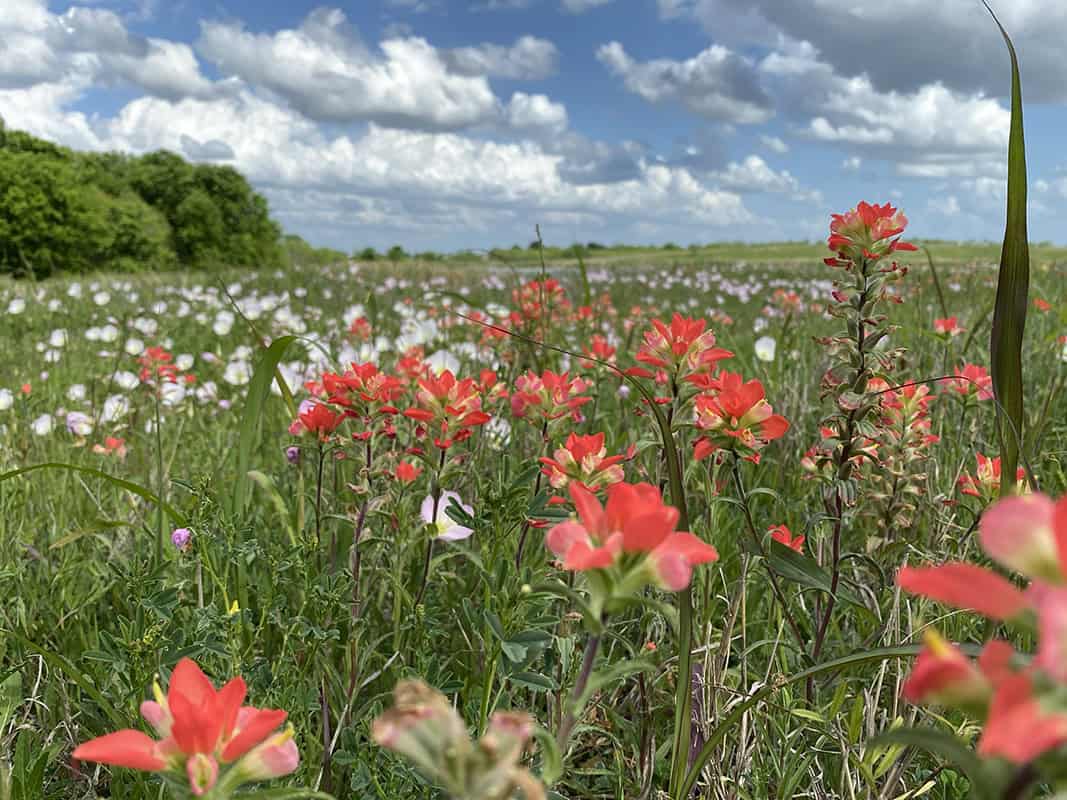 Indian paintbrush and bluebonnets blooming together in a Texas wildflower field near Ennis