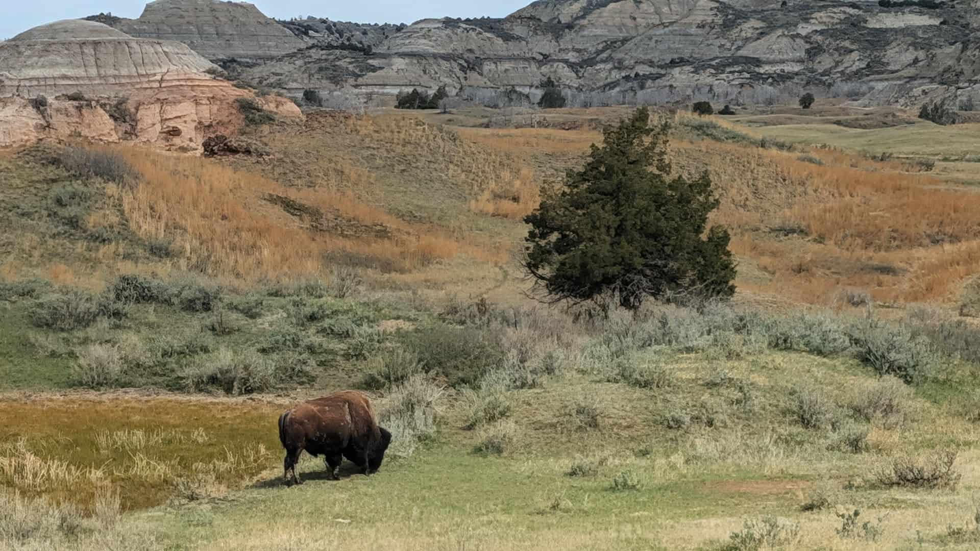 Bison grazing in the badlands at Theodore Roosevelt National Park, North Dakota